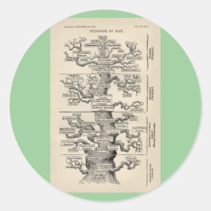 Adesivo A "árvore da vida" de Ernst Haeckel