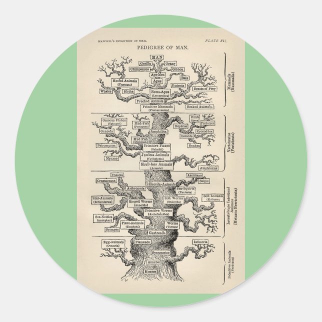 Adesivo A "árvore da vida" de Ernst Haeckel (Frente)