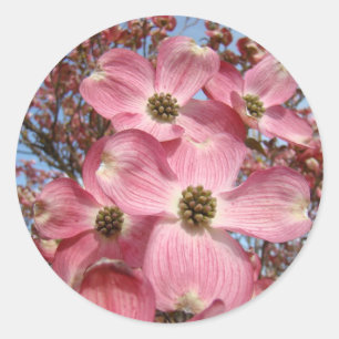 Adesivo A árvore de Dogwood floresce Dogwoods do rosa das