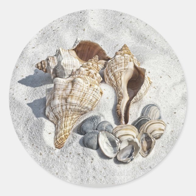 Adesivo A Collection of Seashells on Sand (Frente)