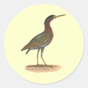 Adesivo A garça-real verde, ou puxão (virescens do Ardea