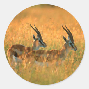 Adesivo A gazela de Thomson (Gazella Thomsonii) no