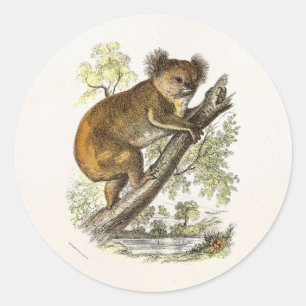 Adesivo A ilustração do urso de Koala dos 1800s do vinta