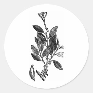 Adesivo A planta do cacau (chocolate cru)