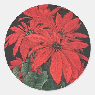Adesivo A poinsétia vermelha do natal vintage planta