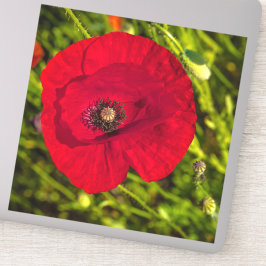 Adesivo A série de papoila nº 2