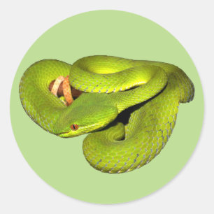 Adesivo A víbora de poço branco-labiada