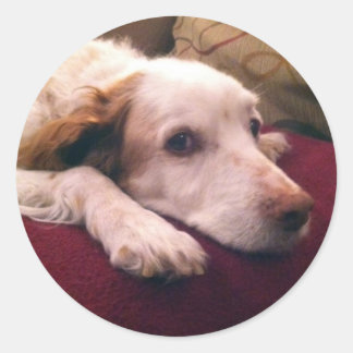 Adesivo Abby Brittany Spaniel