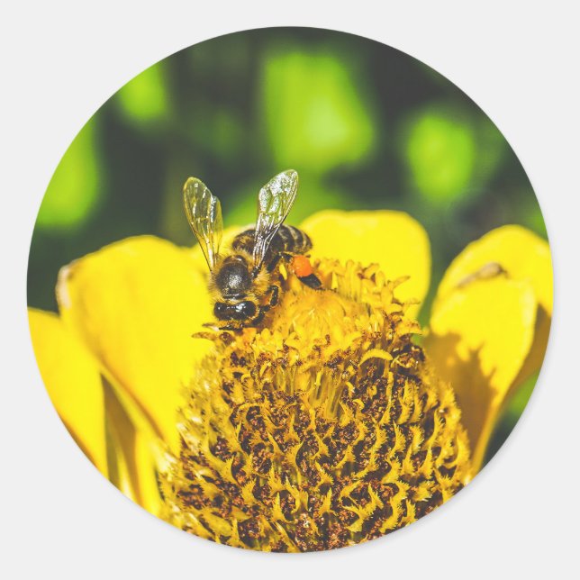 Adesivo abelha em flor amarela (Frente)