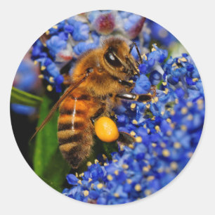 Adesivo Abelhas de mel: California Lilac Pollinator
