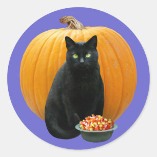 Adesivo Abóbora do gato preto