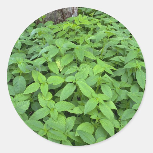 Adesivo Abstrato Folhas de menta (Frente)