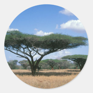 Adesivo Acácia Espinhosa (Acacia tortilis), Mkuze