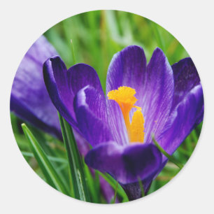 Adesivo Açafrões da primavera