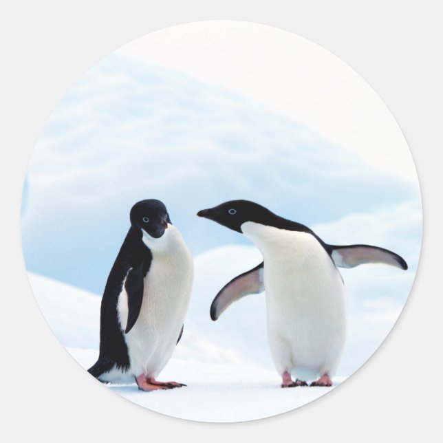 Adesivo Adelie Penguins (Frente)