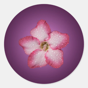 Adesivo Adenium Flor de Rosa Flora Gradiente Violeta