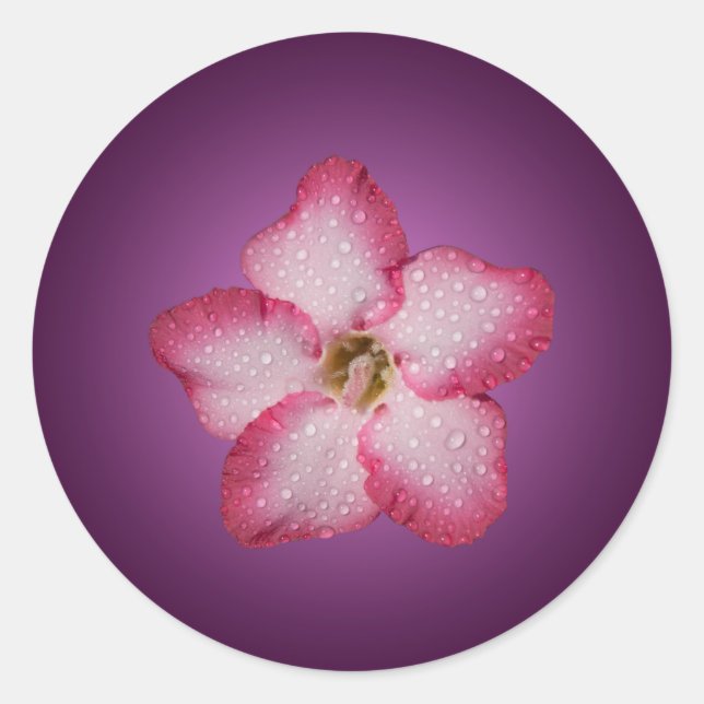 Adesivo Adenium Flor de Rosa Flora Gradiente Violeta (Frente)