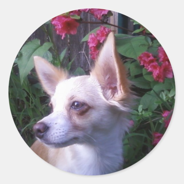 Adesivo "Adicionar a sua própria fotografia" (Frente)