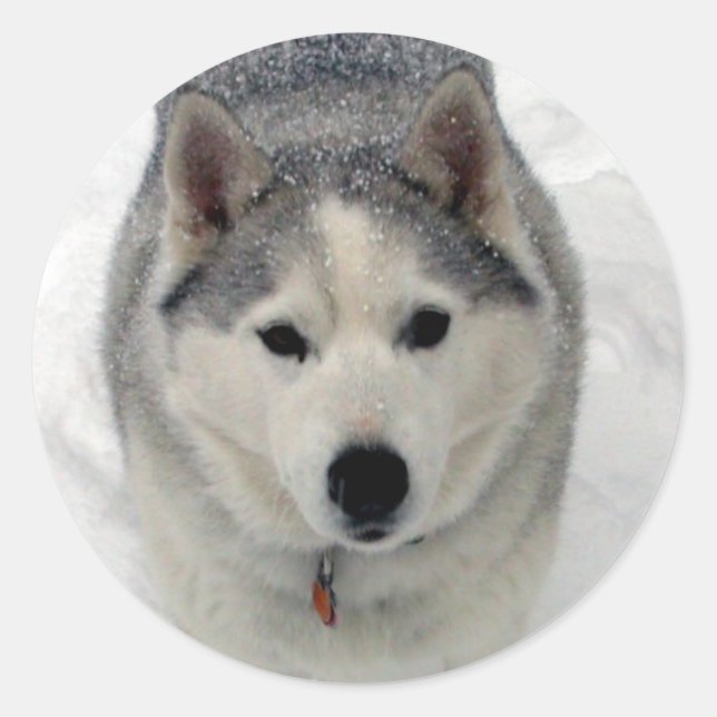 Adesivo Adoração Total (Frente)