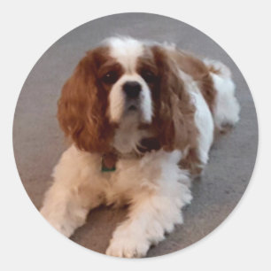 Adesivo Adorável Cavaleiro Rei Charles Spaniel