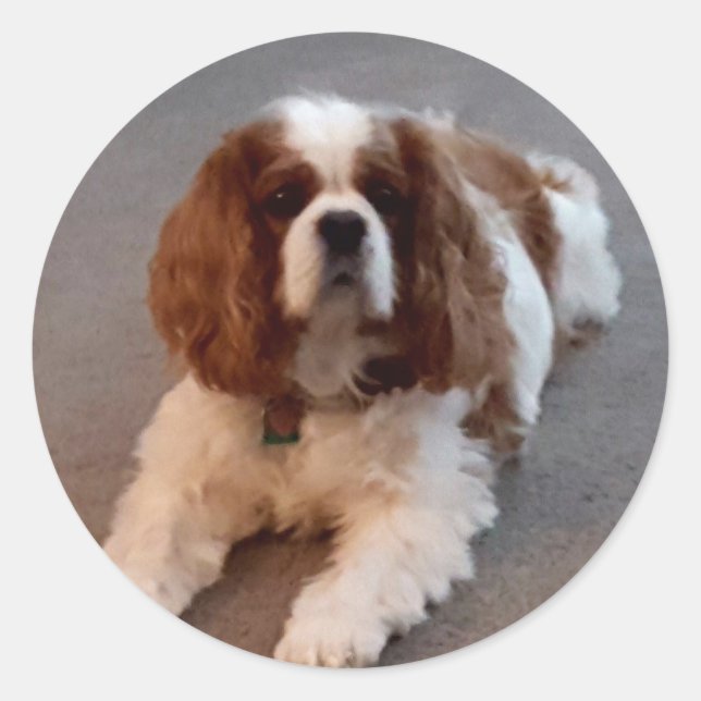 Adesivo Adorável Cavaleiro Rei Charles Spaniel (Frente)