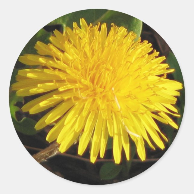 Adesivo Adorável Dandelion (Frente)