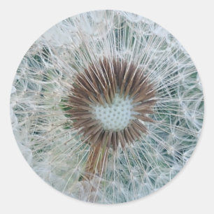 Adesivo Adorável Dandelion Branco