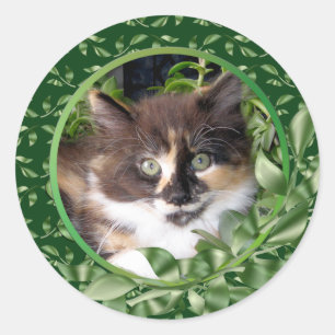 Adesivo Adorável Green Eyed Calico Kitten