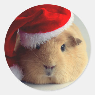 Adesivo Adorável Porquinho-da-índia Com Chapéu de Papai No