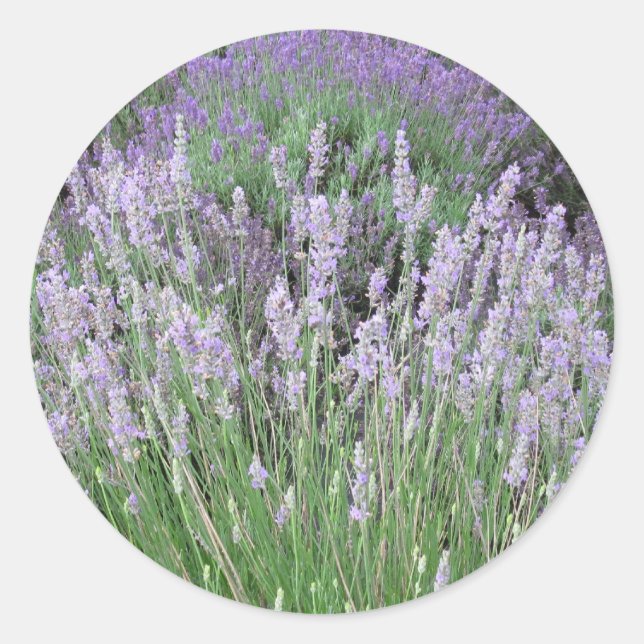 Adesivo Adorável Provença Lavanda Francesa (Frente)