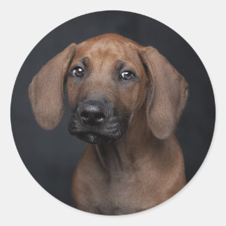 Adesivo Adorável retrato de cachorro filhote Rhodesian Rid