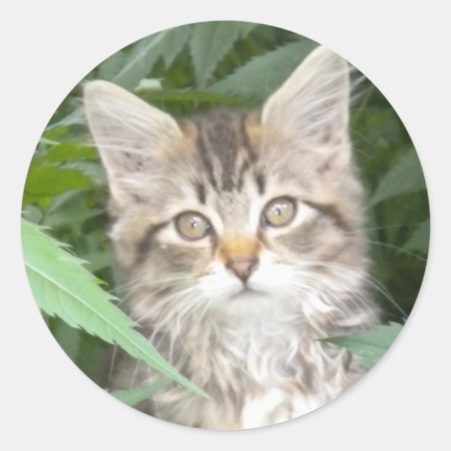 Adesivo Adorável Tabby Kitten (Frente)