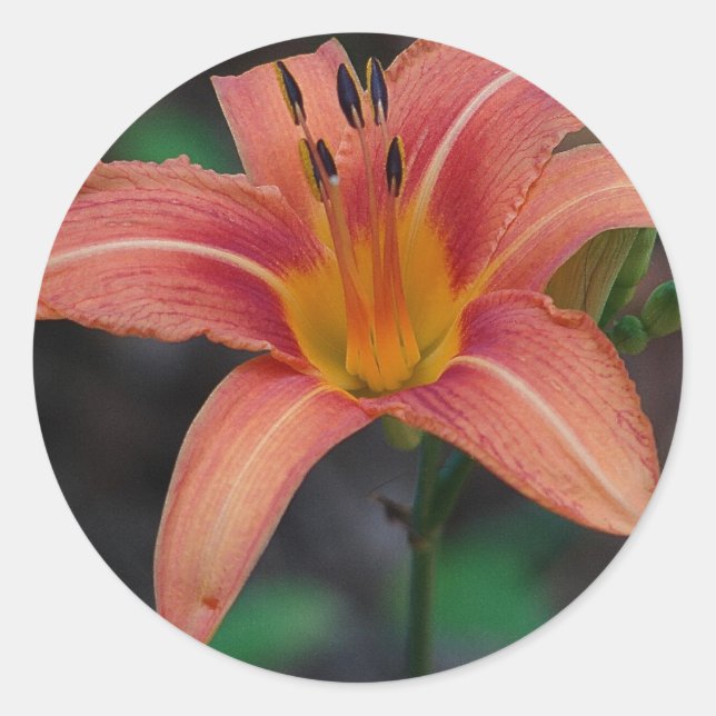 Adesivo Adorável Tawny Daylily Roupa e presentes (Frente)
