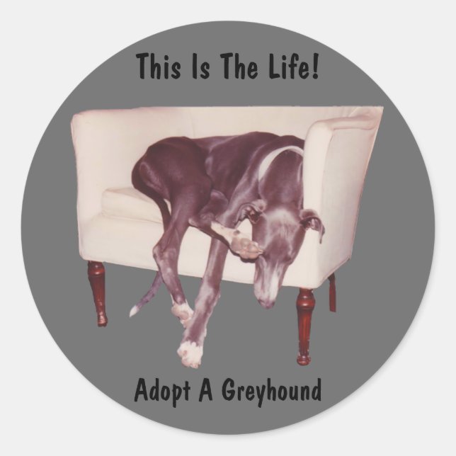 Adesivo Adote Um Greyhound Este É O Vinheta (Frente)