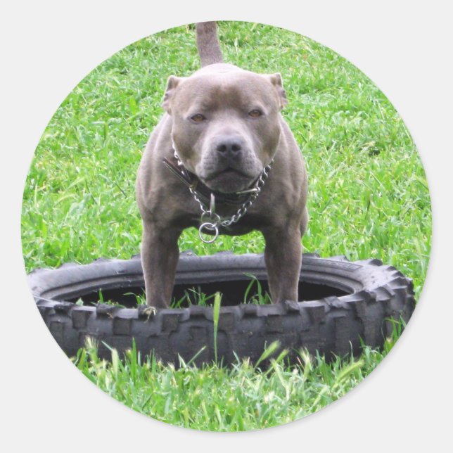 Adesivo Adulto Masculino Staffordshire Terrier Pronto Para (Frente)