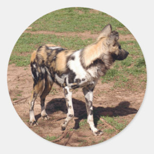 Adesivo african-wild-dog-003