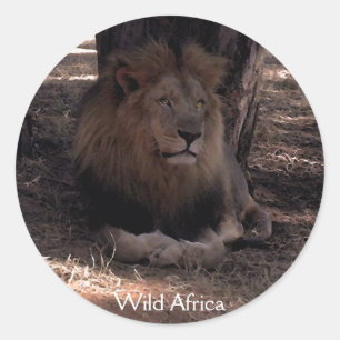 Adesivo AFRICANO LION Big Cinco Selvagens de Gato