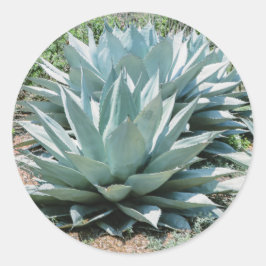 Adesivo Agave Succult Plant Cactus Green Sage