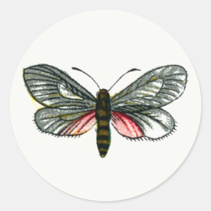 Adesivo Aglaope infausta - Almond-Tree Folha Skeletonizer