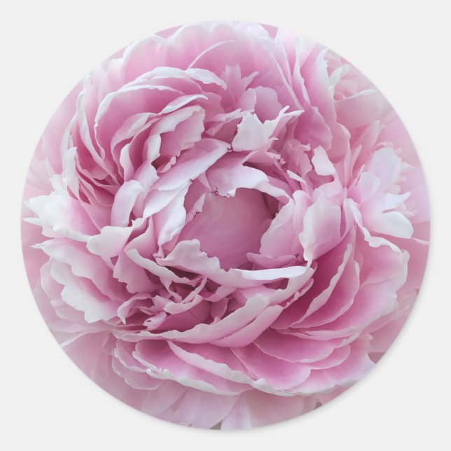 Adesivo Agradável Peony Perky Rosa (Frente)