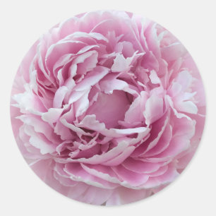 Adesivo Agradável Peony Perky Rosa