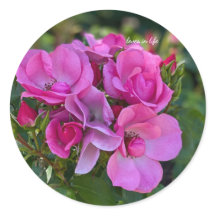 Agrupaçāo de Rosas Rosa Lavanda