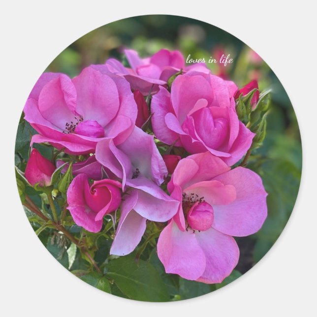 Adesivo Agrupamento de rosas cor-de-rosa lavanda (Frente)