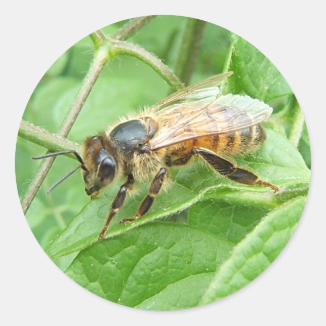 Adesivo Agua de mel (Frente)