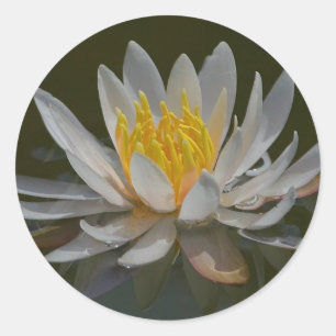Adesivo Água, Lily Sticker