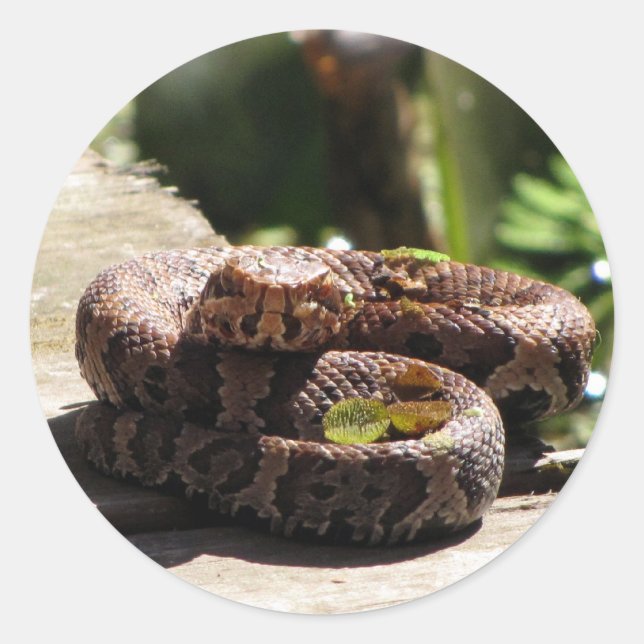 Adesivo Água Mocasional / Cobra de Algodão (Frente)