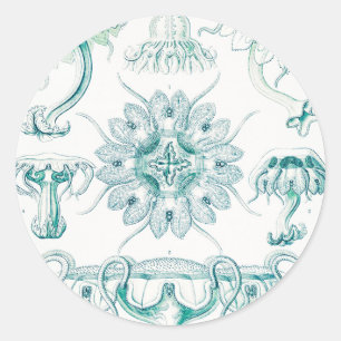 Adesivo Água-viva, Discomedusae por Ernst Haeckel