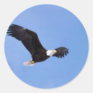 Adesivo Águia americana