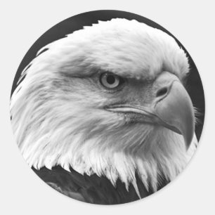 Adesivo Águia americana