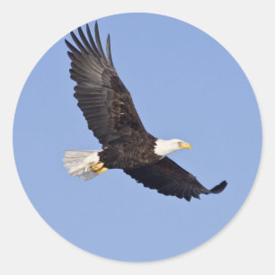 Adesivo Águia americana americana